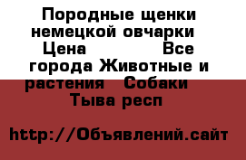 Породные щенки немецкой овчарки › Цена ­ 24 000 - Все города Животные и растения » Собаки   . Тыва респ.